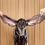 Собака! А, собака? Почему у тебя такие длинные уши?