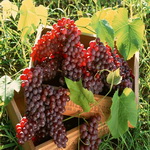 Виноград, виноград…Он излечит от простат