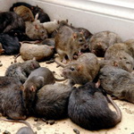 ЮАР. Крысы в обмен на телефоны