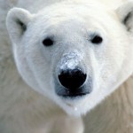 Белые медведи умеют ловить дельфинов и прятать их мясо под снегом.