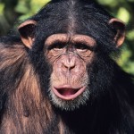 Данное исследование пока доказывает только одно – шимпанзе переносят этиловый спирт и не испытывают к нему отвращения.