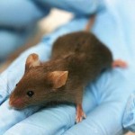 Ученые смогли превратить мышь в невидимку