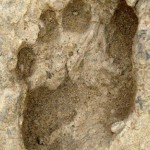 В Китае нашли гигантские следы ног