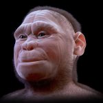 «Хоббиты» принадлежали к виду Homo floresiensis и проживали на Земле приблизительно 50 тыс. лет назад.