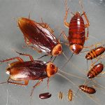 У тараканов есть экологическая миссия на Земле.