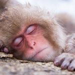 Люди самые малоспящие из приматов.