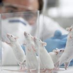 Мышам имплантировали клетки человеческого мозга.