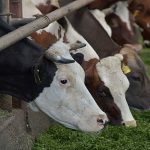 Ученые предложили кормить коров “бактериальной жижей” вместо сена.