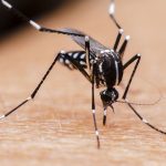 Ученые рассказали о витаминах, способных защитить от комаров.