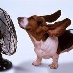 Эксперты рекомендуют отказаться от использования вентилятора.