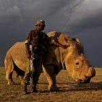 Ученые нашли способ спасти белого носорога от полного исчезновения.