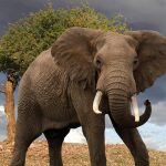 Ученые: «зомби-ген» спасает слонов от рака.
