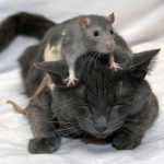 Ученые признали крыс победителями в “войне” с кошками.