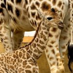 Размер и форма пятен жирафят определяют их шансы на выживание.