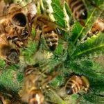 В США пчелы собирают пыльцу с конопли.