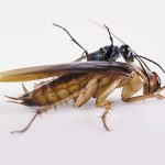 Тараканы используют карате, чтобы не стать зомби.