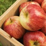 Ученые назвали все уникальные свойства яблок.