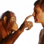 Ученые обнаружили различия в работе мозга человека и обезьяны.