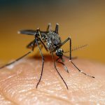 Ученые узнали, что не потеющие люди не интересны комарам.