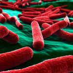 Ученые представили “бактериальный пластырь” для кишечника.
