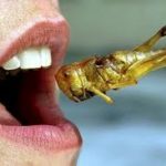 Россиян просят не увлекаться поеданием насекомых.