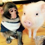 Китайские ученые впервые вывели гибриды обезьян и свиней.