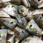 Ученые научились делать пищевую пленку из рыбных отходов.